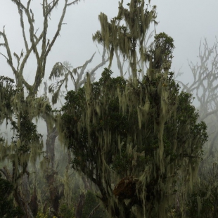 MISTY HEATHER FOREST